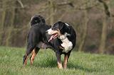 BOUVIER D'APPENZELL 061